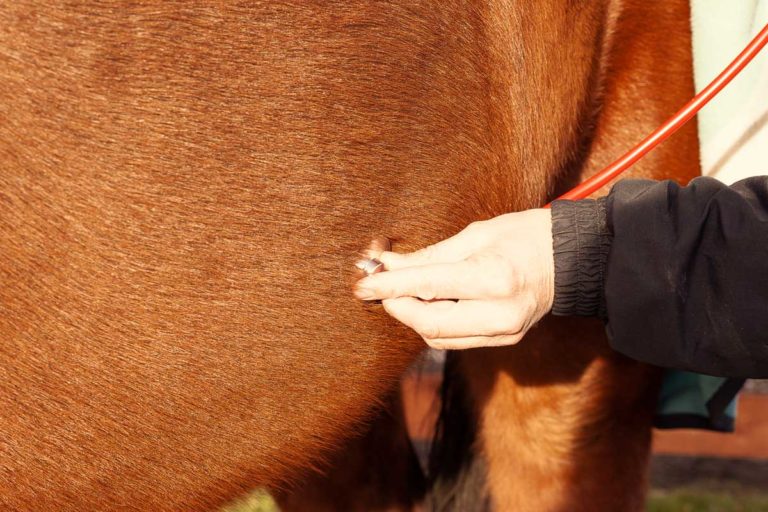 Pferd mit Kolik schnell helfen