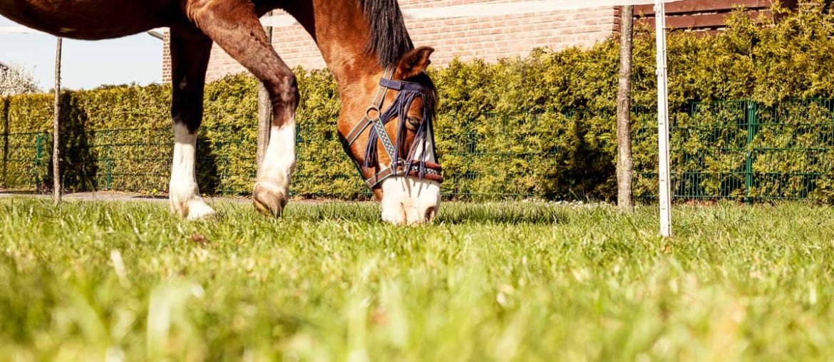 Anweiden oder Angrasen beim Pferd ist mit diesen Tipps leicht, schnell und dein Pferd bleibt gesund!
