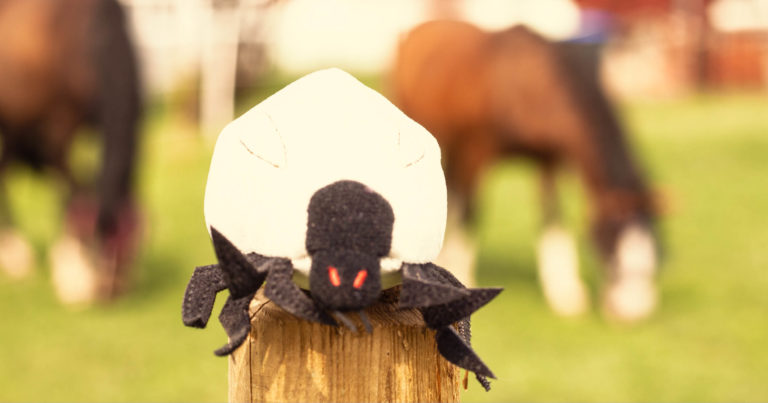 Borreliose beim Pferd