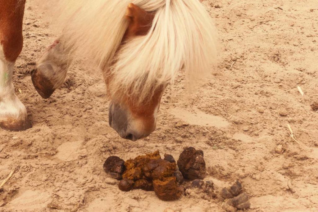 Pferdeäpfel Was sie dir über die Gesundheit deines Pferdes verraten