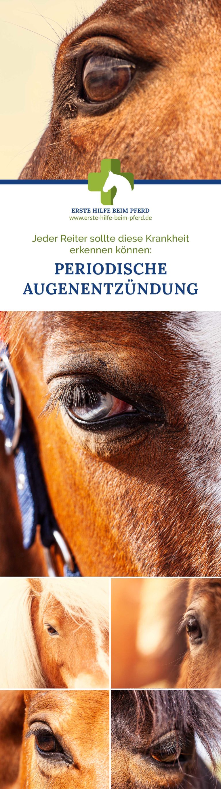 Erstaunlich Periodische Augenentzundung Pferd Einschlafern Bilder