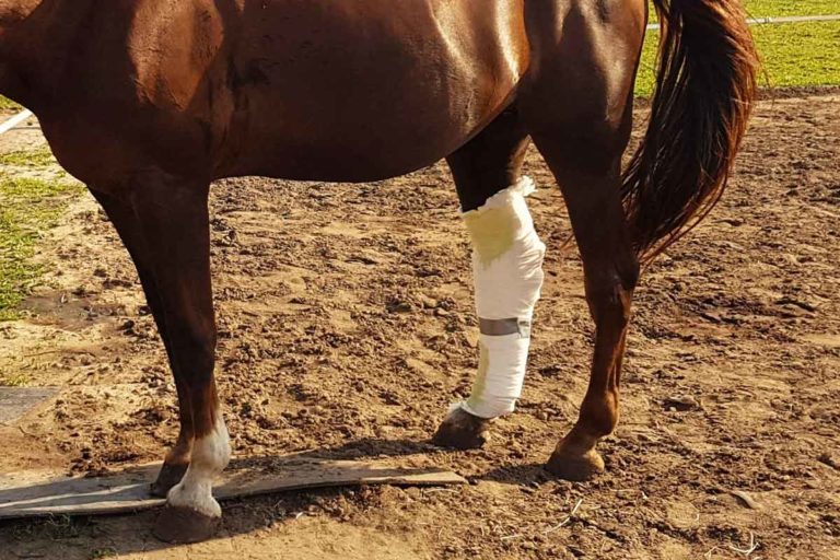 Verband beim Pferd