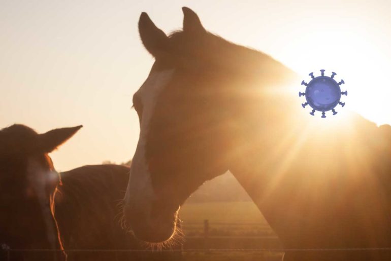 Corona-Virus: wie verhalte ich mich als Pferde-Besitzer? Corona-Virus: Pferd versorgen