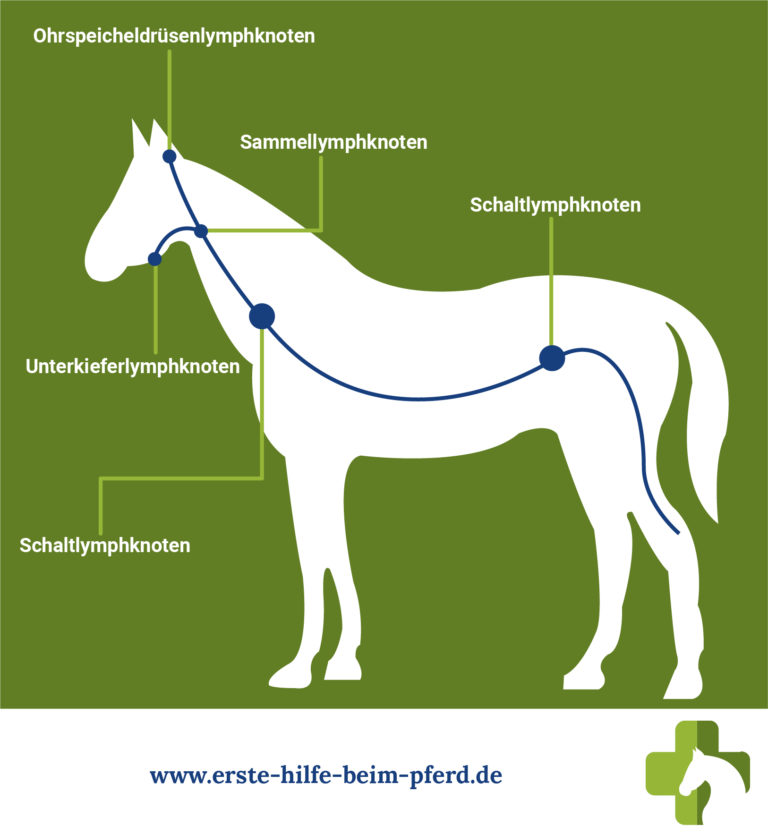 Lymphknotenschwellung beim Pferd Worauf weist eine Schwellung hin?