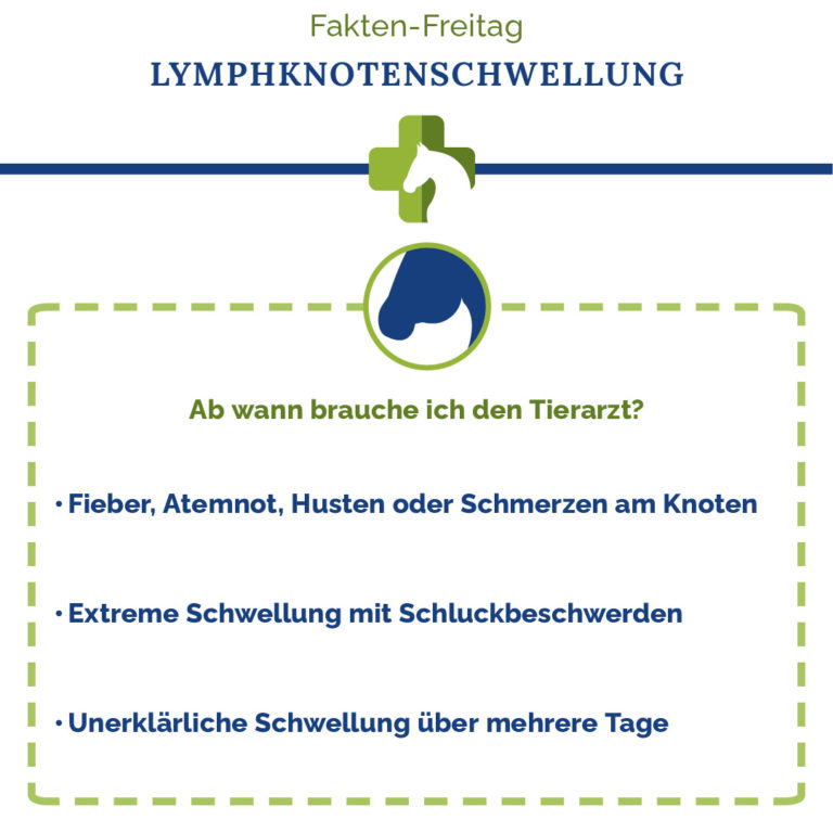 Tierarzt bei Lymphknotenschwellung