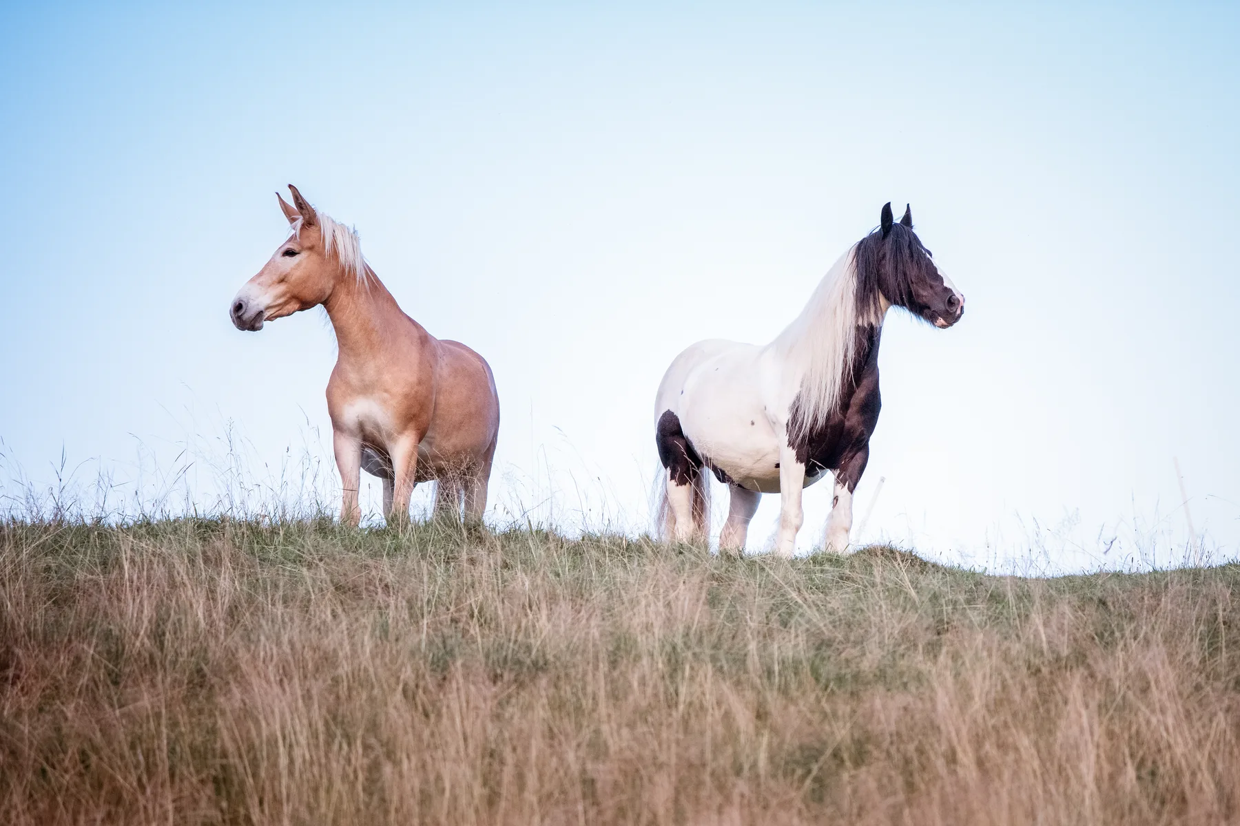 Julias Pferd und ihr Haflinger-Esel-Mischling auf der Weide